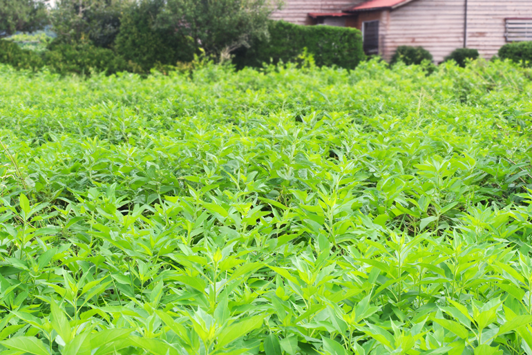 きく芋本来の生命力を引き出す