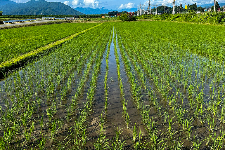 根張りが良く、栄養をたっぷり吸収できる「疎植栽培」