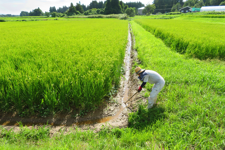 佐渡の豊かな自然環境を守る農業
