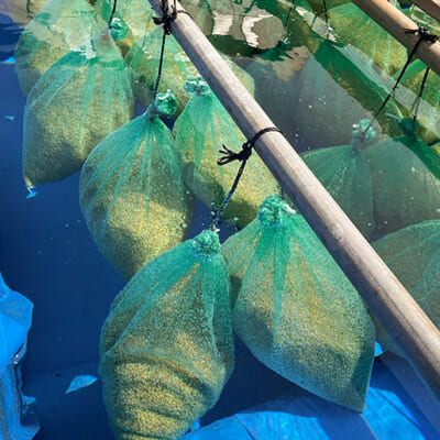 種もみを水に浸して発芽を促進