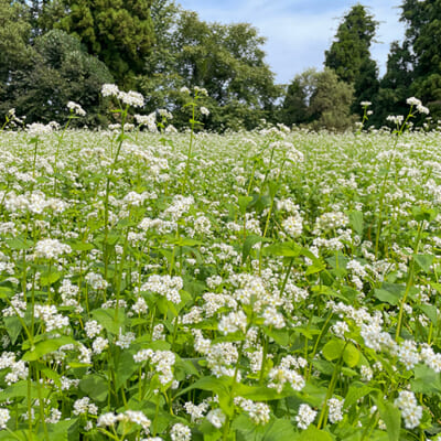 風通しと水はけの良い中山間地で栽培