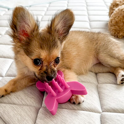 愛するペットと癒しのひとときを過ごしましょう