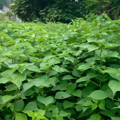 十日町市の気候が育む、良質なからむし