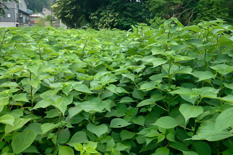 十日町市の気候が育む、良質なからむし