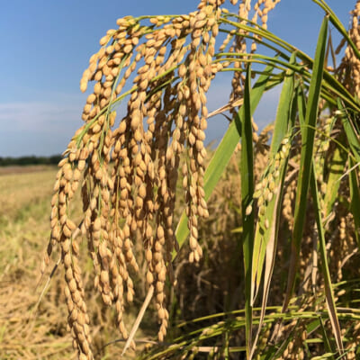 信濃川の恵みを受けて育った「こがねもち」を使用