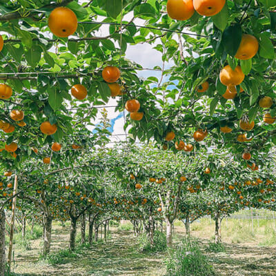 美味しさの秘密は、緻密な手作業