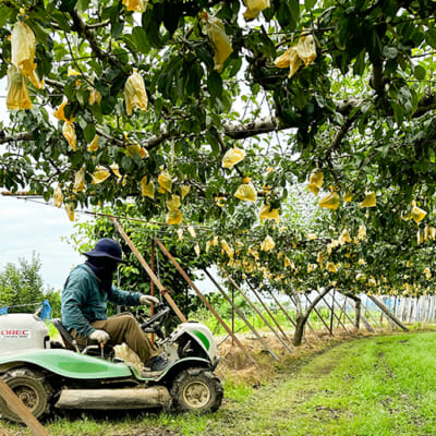丁寧な袋がけで、美しい果実に！