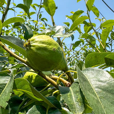 追熟で黄緑色から、やまぶき色に変化