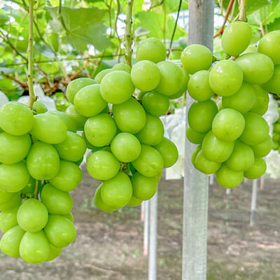 上品な香りに包まれる「シャインマスカット」