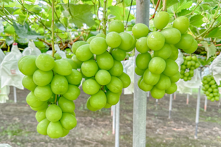 上品な香りに包まれるシャインマスカット