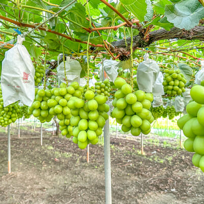 美味しさの秘密は丁寧な「摘粒」