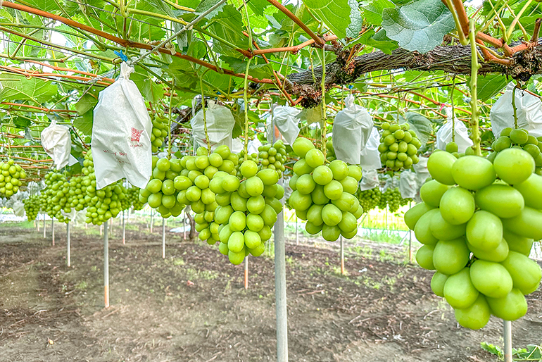 品質を左右する「摘粒」