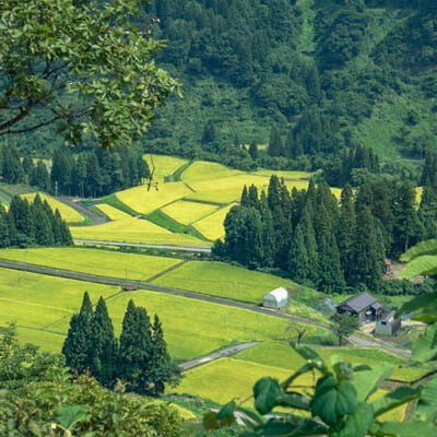 雪解け水と昼夜の寒暖差が、美味しさの秘密