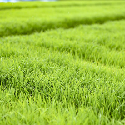 農薬使用量は、特別栽培米の基準以下