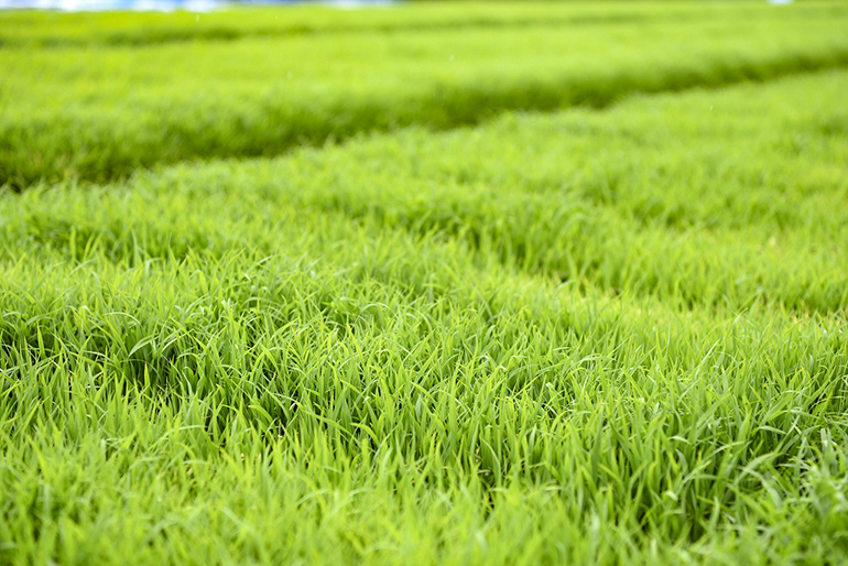 農薬使用量は、特別栽培米の基準以下