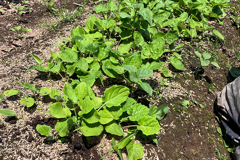 弾力のある食感を生む「ごんぼっ葉」