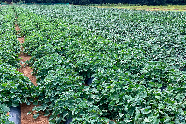 さつまいも栽培に適した下田地区の風土