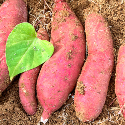 甘さを引き出す「徹底した熟成」