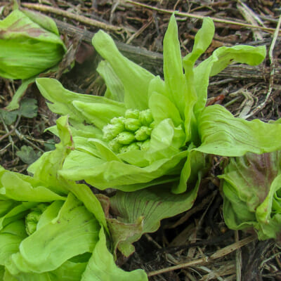 新潟県産 ふきのとう（中開き）500g