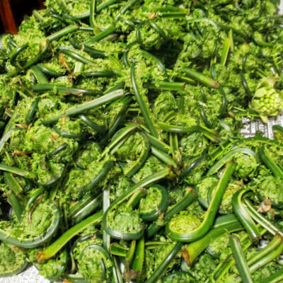 新潟県産 コゴミ 1kg