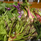 新潟県産 手摘み山菜