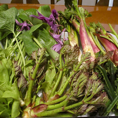 予約注文：新潟県産 手摘み山菜