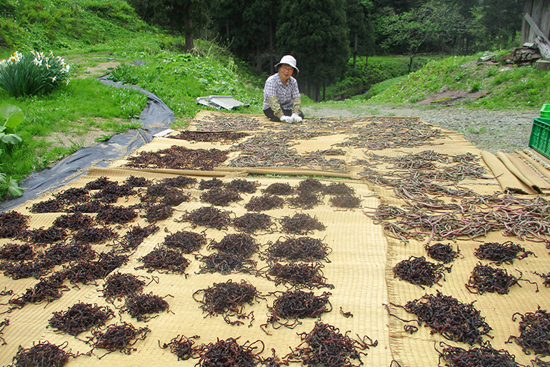 天日干しでじっくりと仕上げる「干しぜんまい」