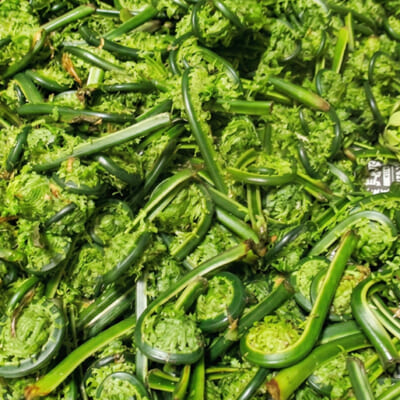 山奥の清流沿いに群生する「コゴミ」