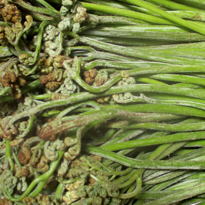 山菜の代名詞とも言える「わらび」