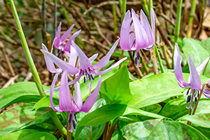 12.&ensp;カタクリ