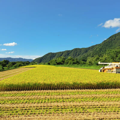 美味しさの理由は、五十沢地区の豊かな自然