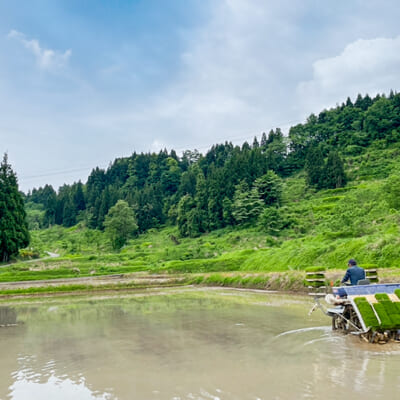 一株一株に栄養を集中させる「疎植栽培」