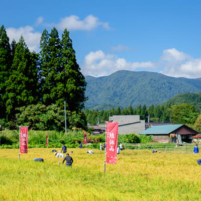 すべて阿賀町産米を使用しています