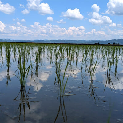 米づくりに適した、川西地域の環境
