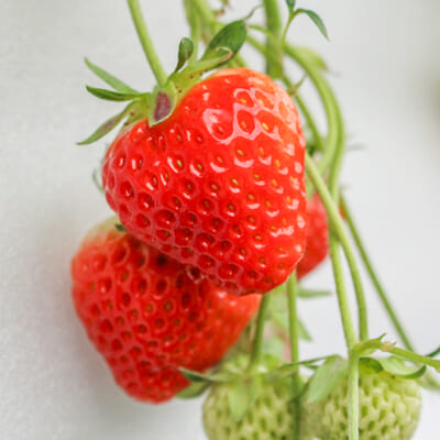 じっくりと時間をかけて完熟したいちご