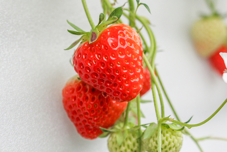 地元の温泉熱を活用した「循環型農業」