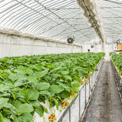 地元の温泉熱を活用した「循環型農業」