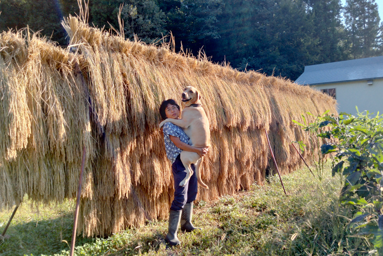 自家栽培した稲を、丁寧にはざかけして使用