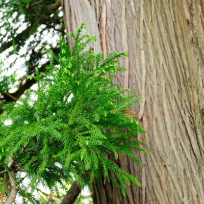 越後杉などの新潟の資源を活用