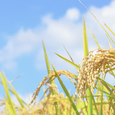 出雲崎のブランド米「出雲崎の輝き」を使用