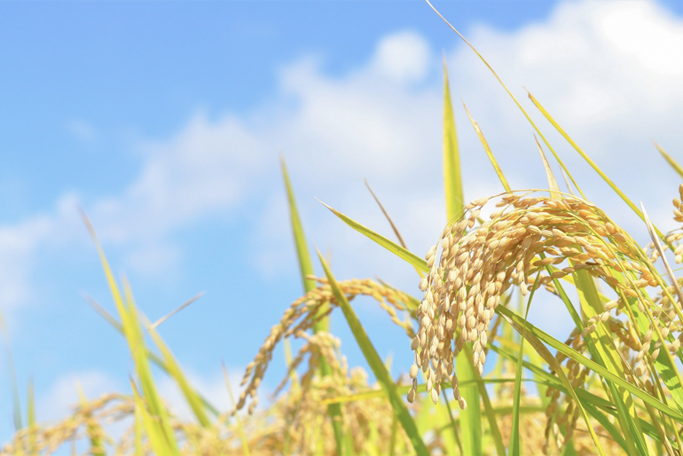 出雲崎のブランド米「出雲崎の輝き」