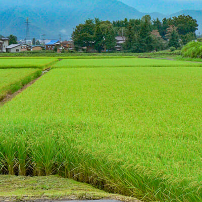 「苗おこし」から始まる米作り