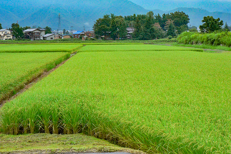 「苗おこし」から始まる米作り