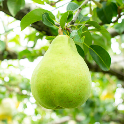 【家庭用】ル・レクチェ 2kg