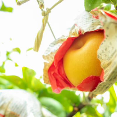 樹の成長を支える、健やかな土づくりに注力