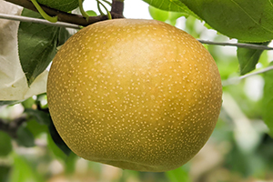 1.&ensp;愛甘水（あいかんすい）