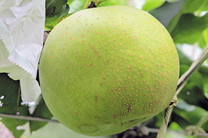 3.&ensp;秀玉（しゅうぎょく）