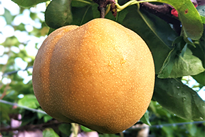 4.&ensp;あきあかり