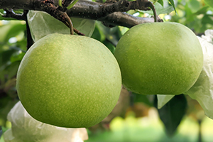 5.&ensp;新碧（しんみどり）