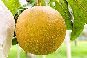 6.&ensp;新美月（しんみづき）